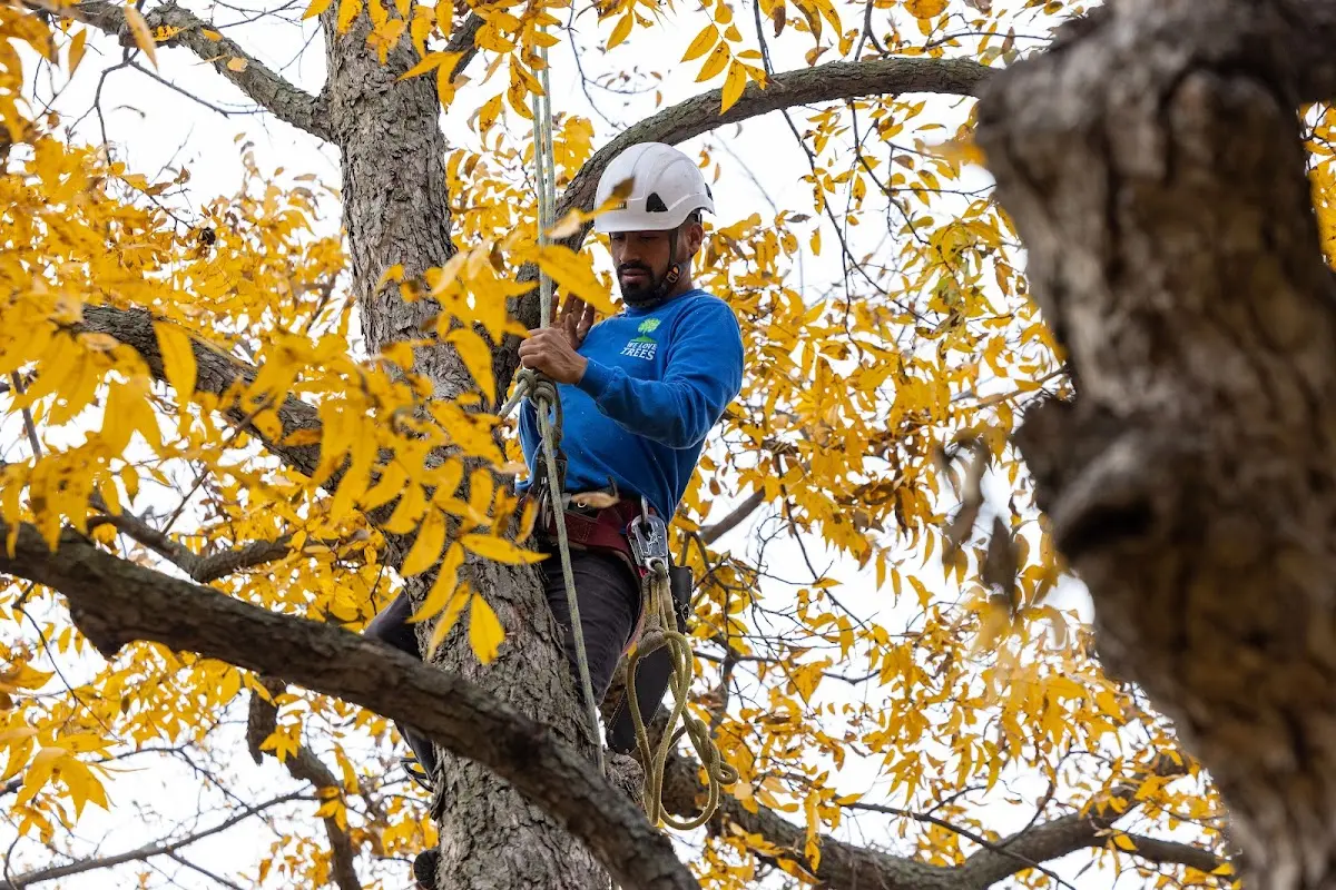 Skilled Tree Transplanting crew working in New Castle